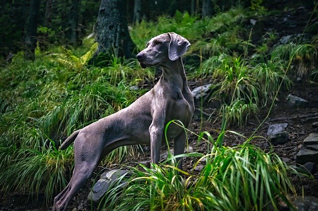 pes v lese